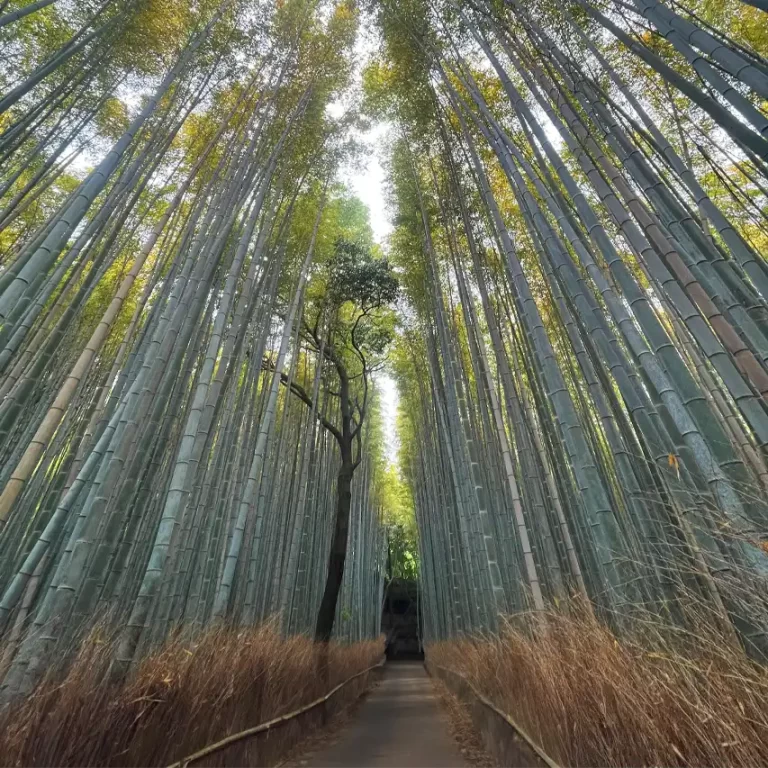 Bosque de Bambú en Arashiyama - Guia de Kioto Japon